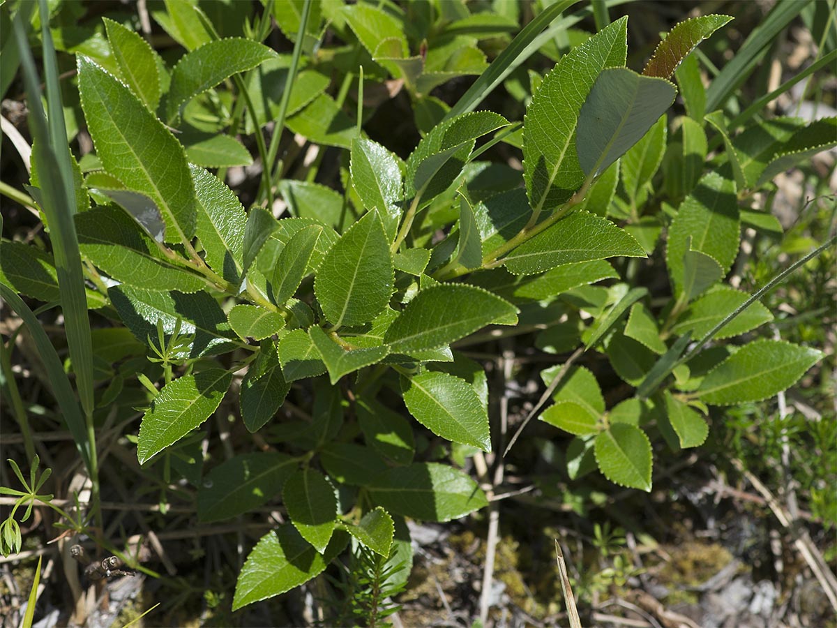 Salix glabra